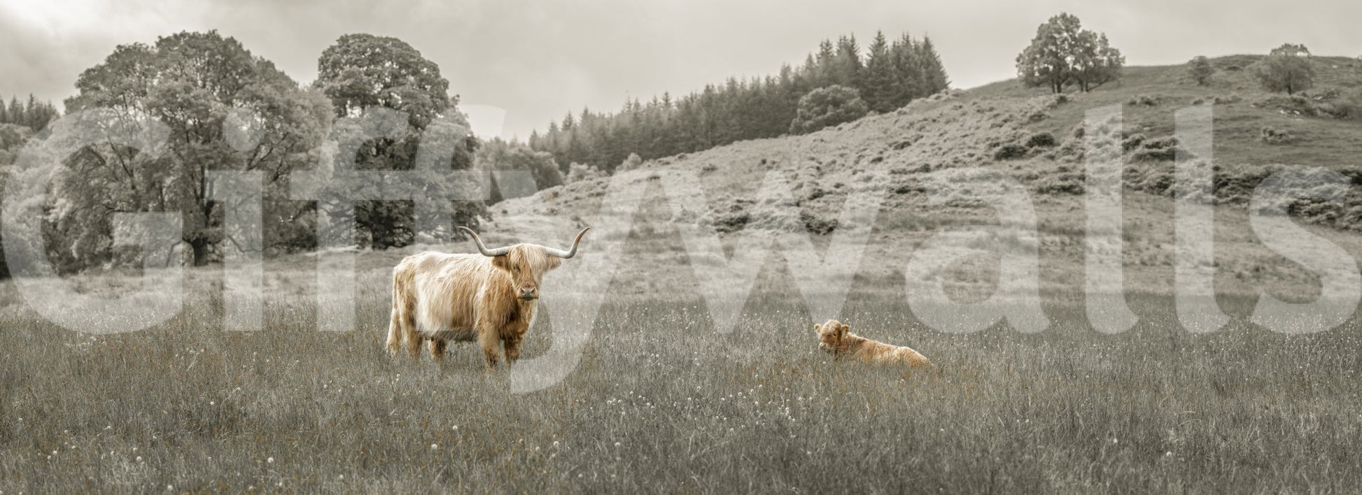 Rustic nature-inspired wall mural with a grazing Highland cow

