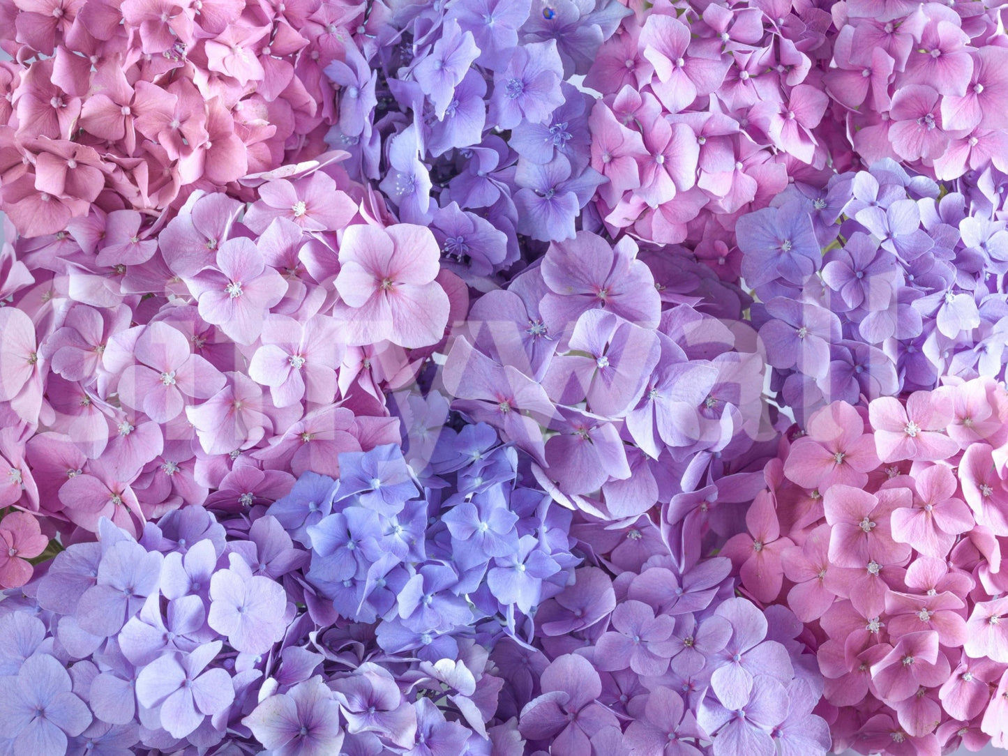 Hydrangea Hues wallpaper mural shown as a full-wall render of dense pink, lilac and blue hydrangea blooms