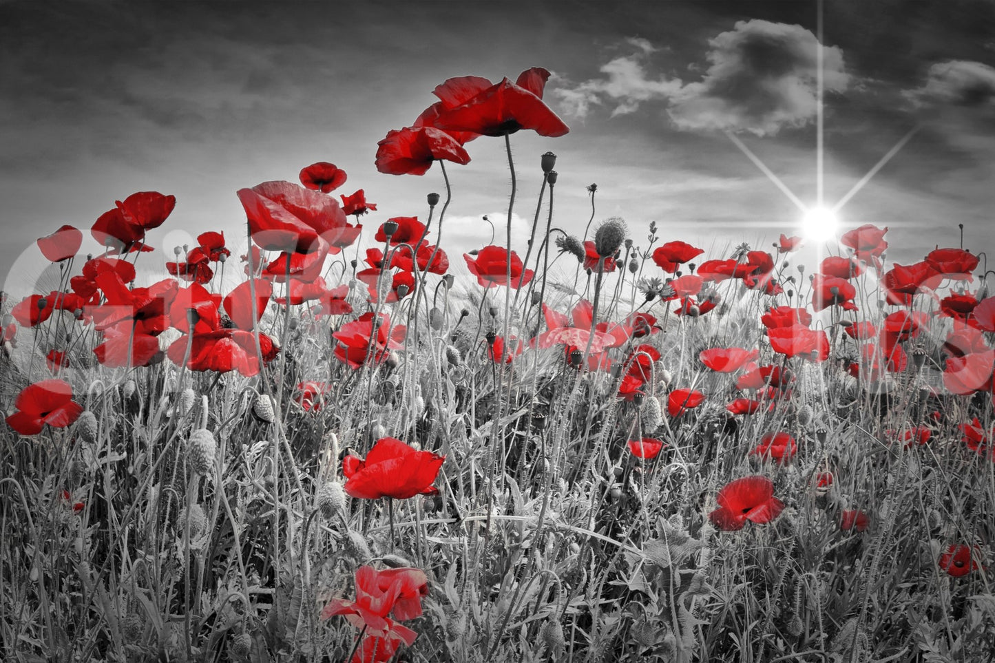 Idyllic poppy mural with golden sunlight and flowers

