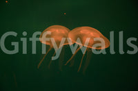 A high-quality marine theme wall mural for walls.

