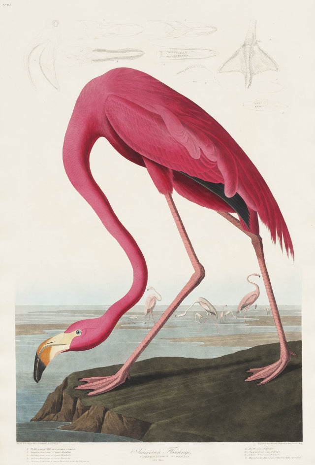 American Flamingo John James Audubo Mural Wallpaper in your room