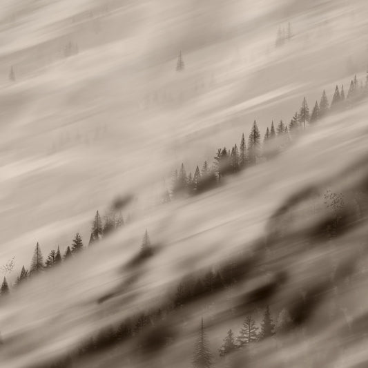 Forest Valley Sepia Wallpaper