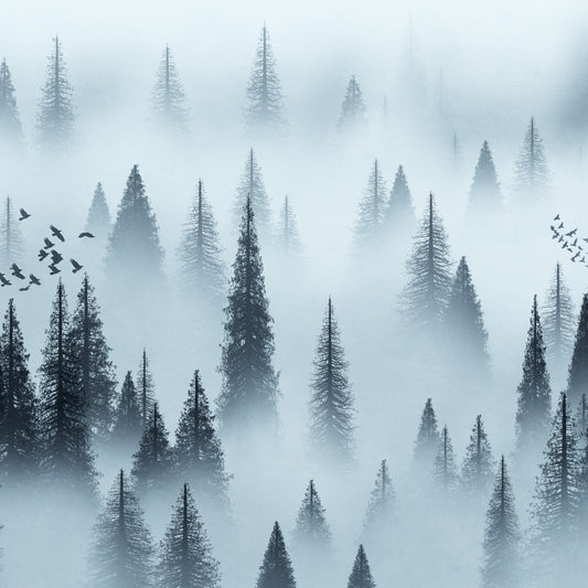 Tranquil Forest Dawn Wallpaper