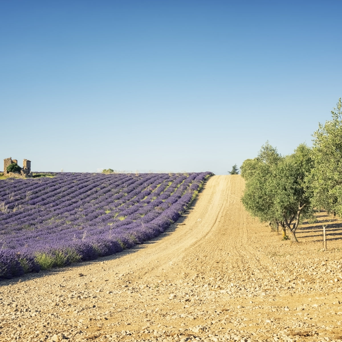 Lavender and Olive Harmony Wall Mural in your room
