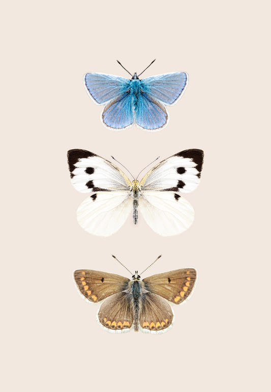 English Butterflies Wall Mural