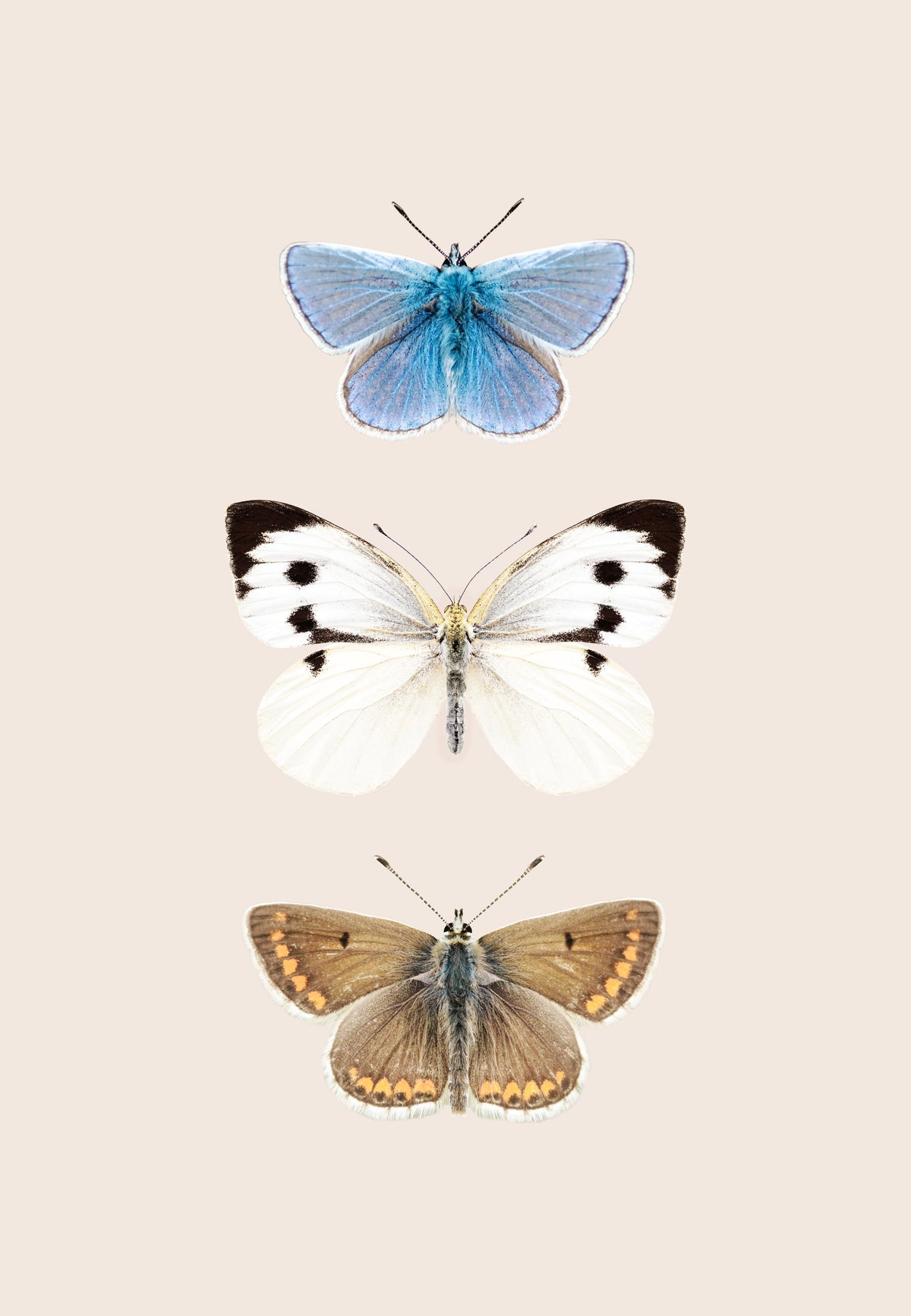 English Butterflies Wall Mural in your room