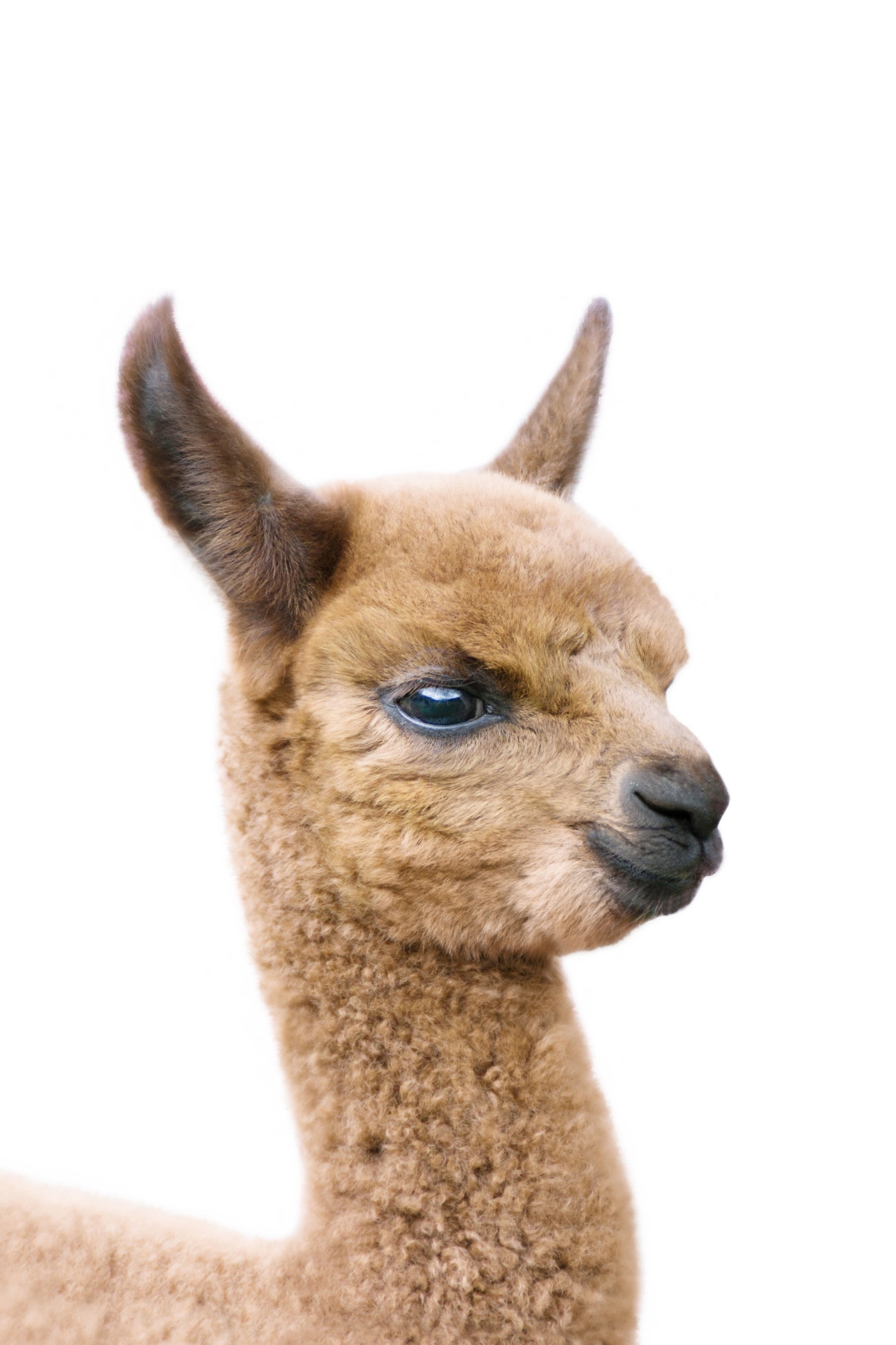 Baby Llama Wall Mural in your room — zoomed