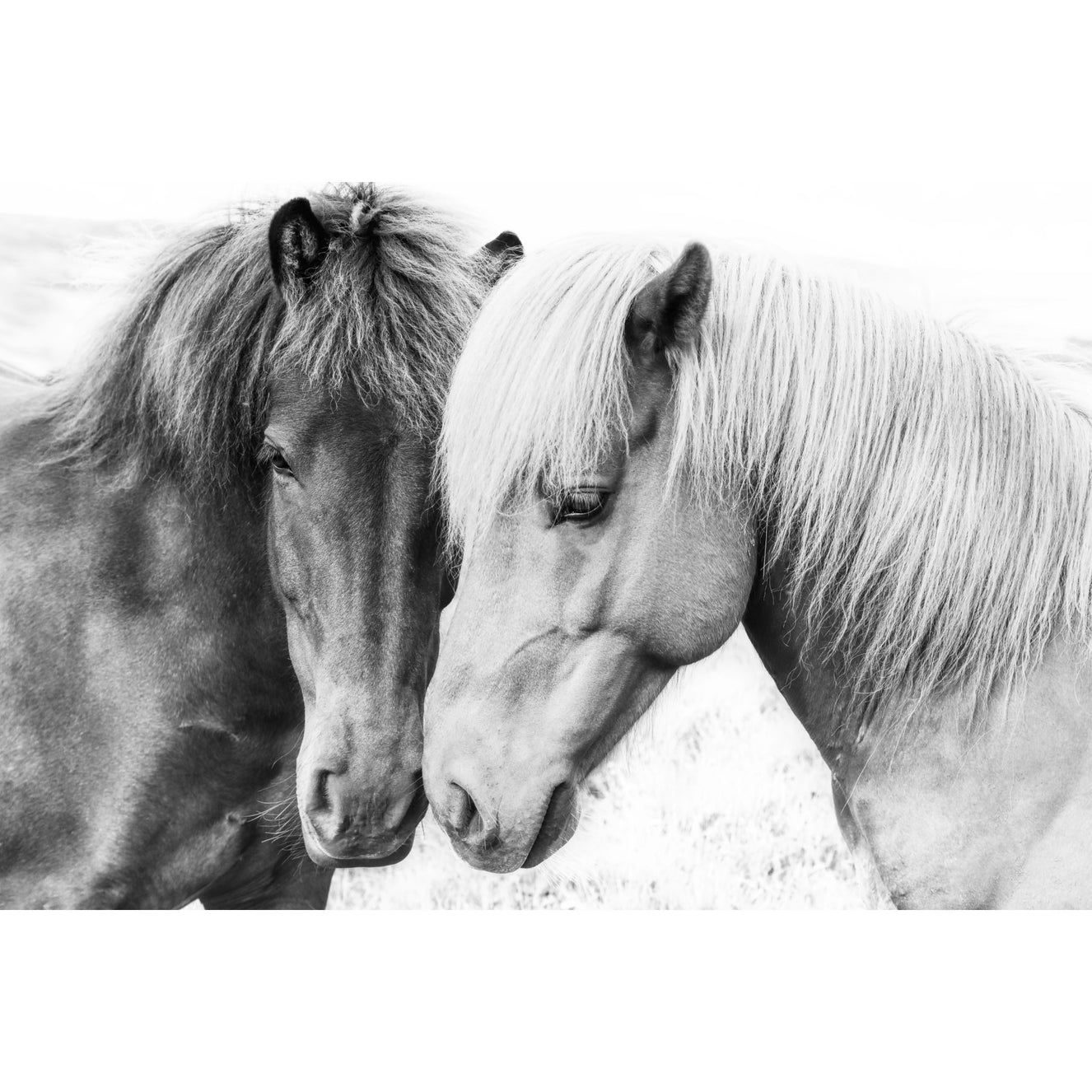 Horse Love Wall Mural
