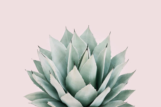 Agave Wall Mural