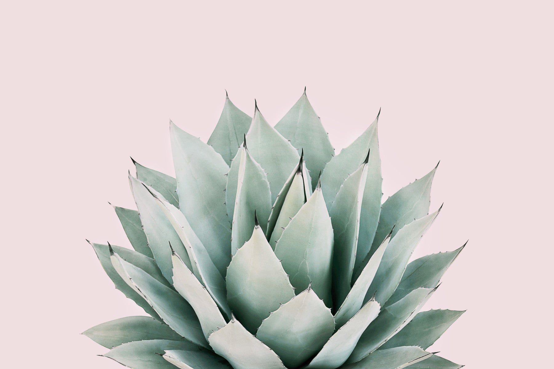 Agave Wall Mural