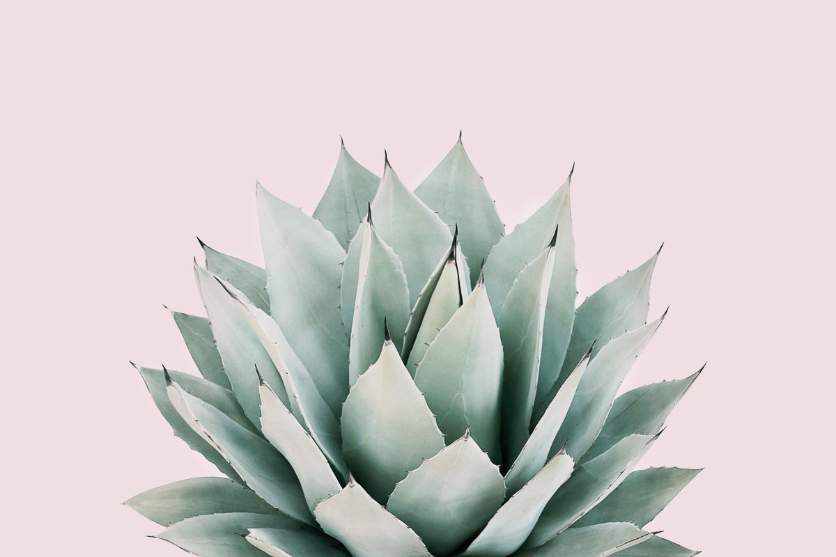 Agave Wall Mural in your room — zoomed