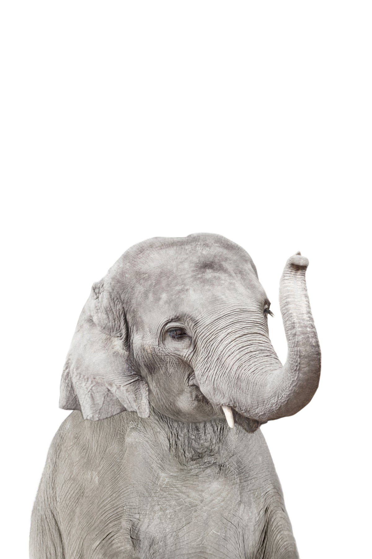 Baby Elephant Wall Mural in your room — zoomed