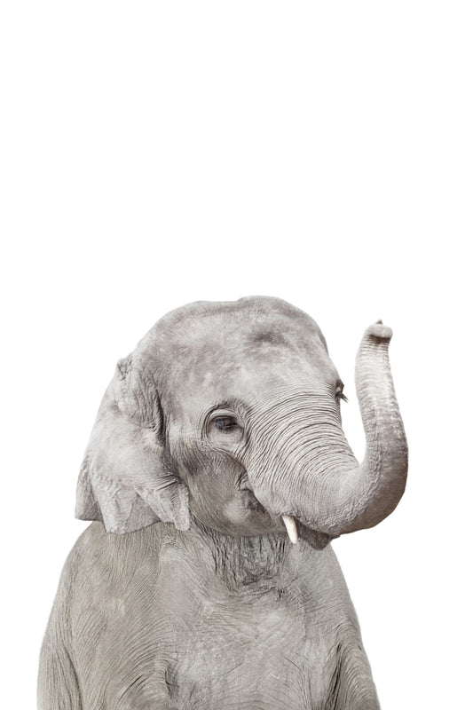 Baby Elephant Wall Mural