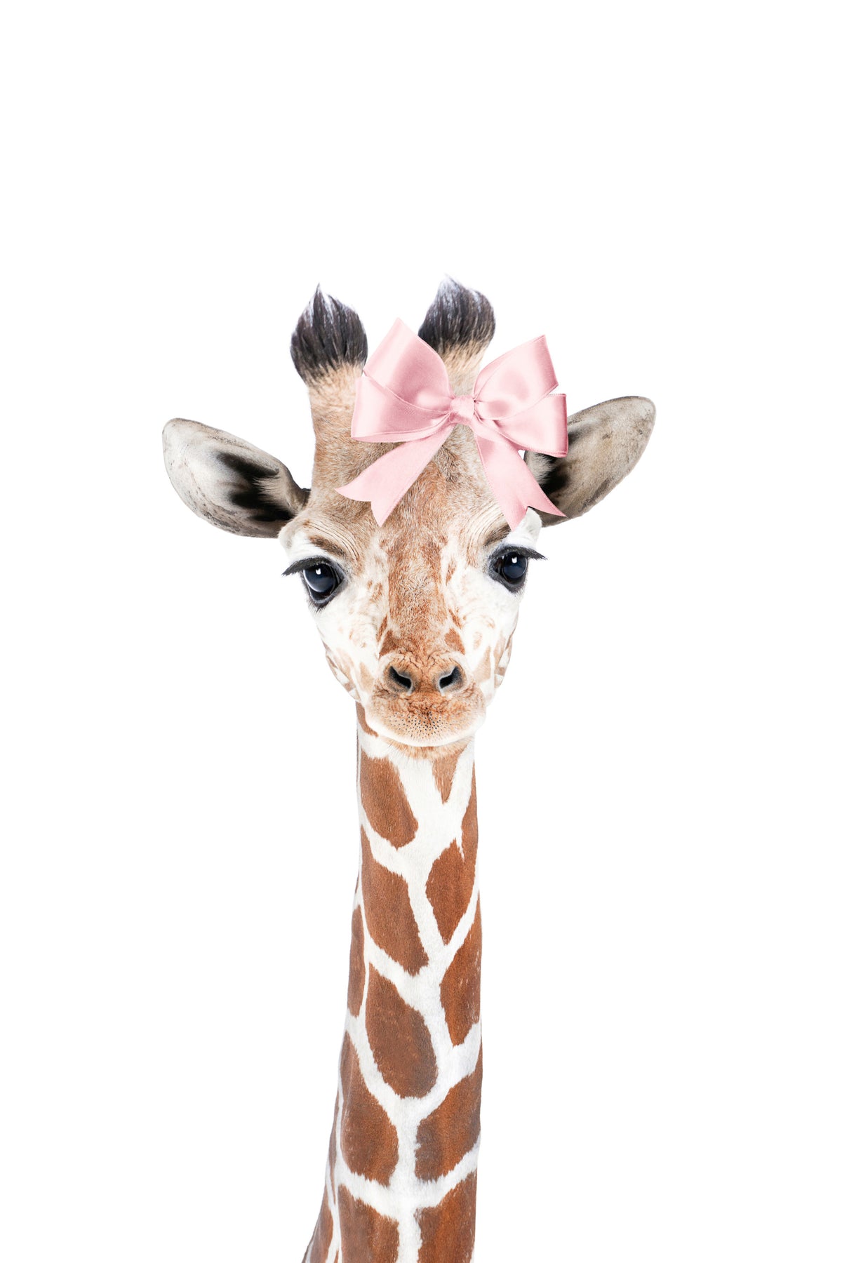 Baby Giraffe Bow Wall Mural