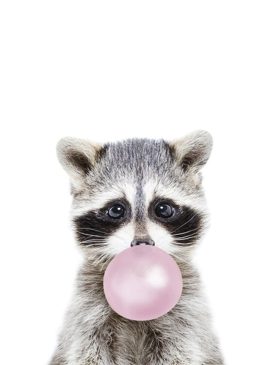 Bubble Gum Racoon Wall Mural