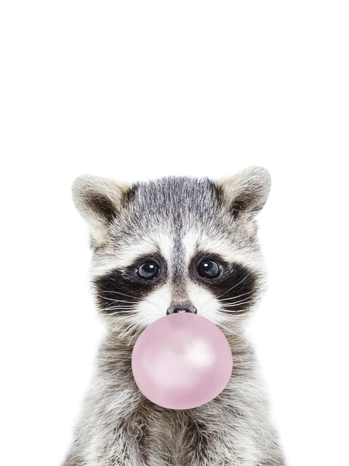 Bubble Gum Racoon Wall Mural in your room