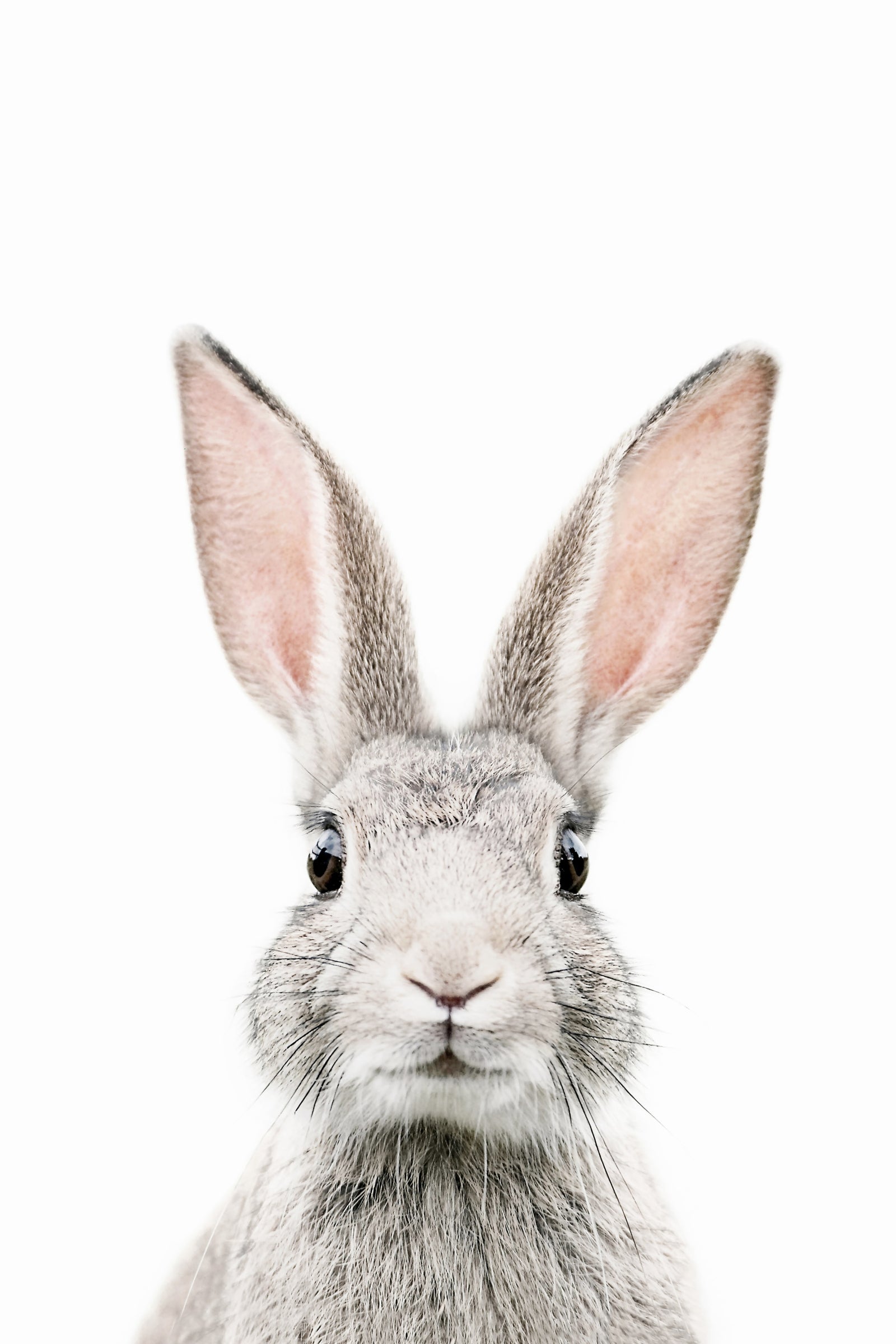Bunny Wallpaper Mural