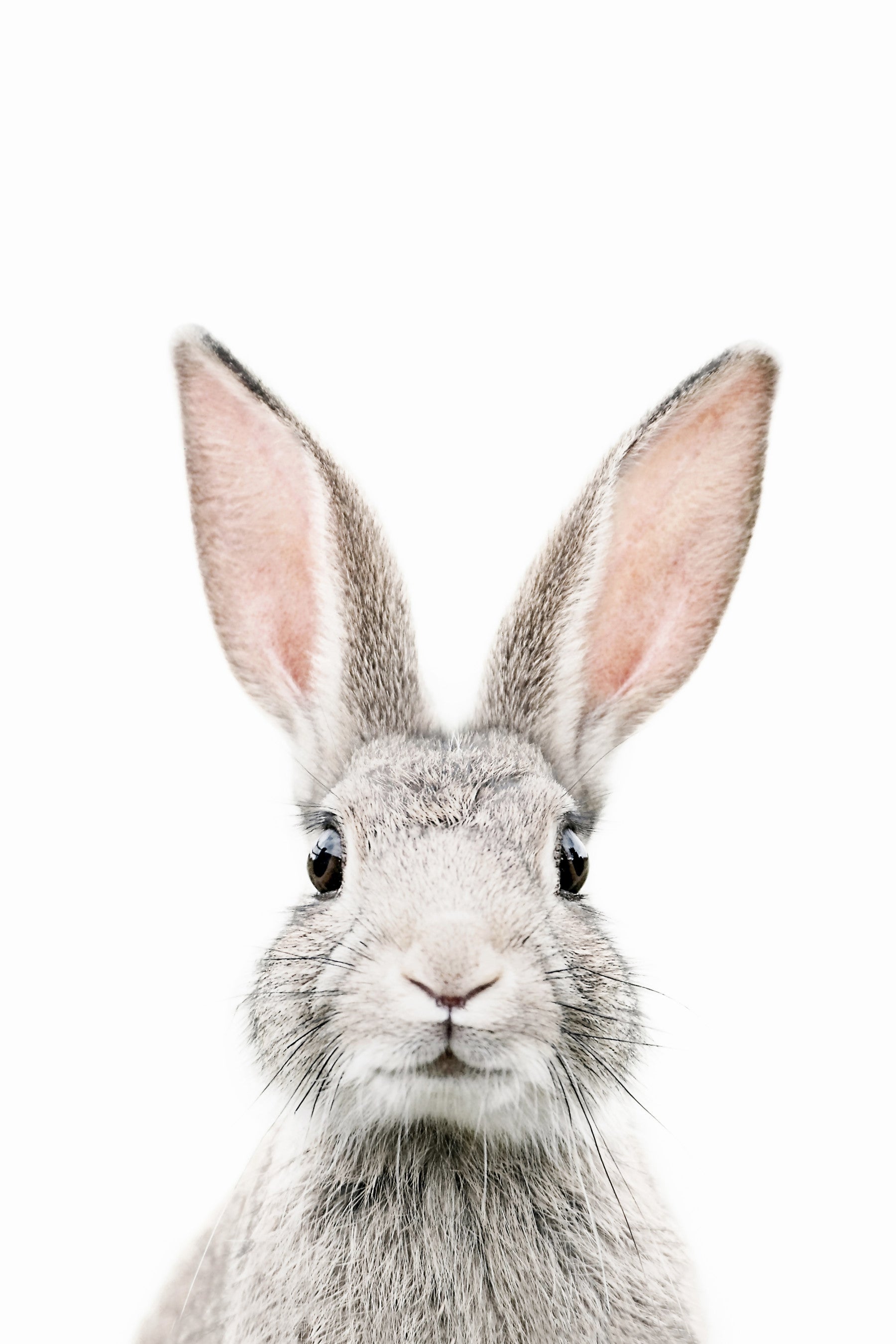 Bunny Wallpaper Mural in your room — zoomed