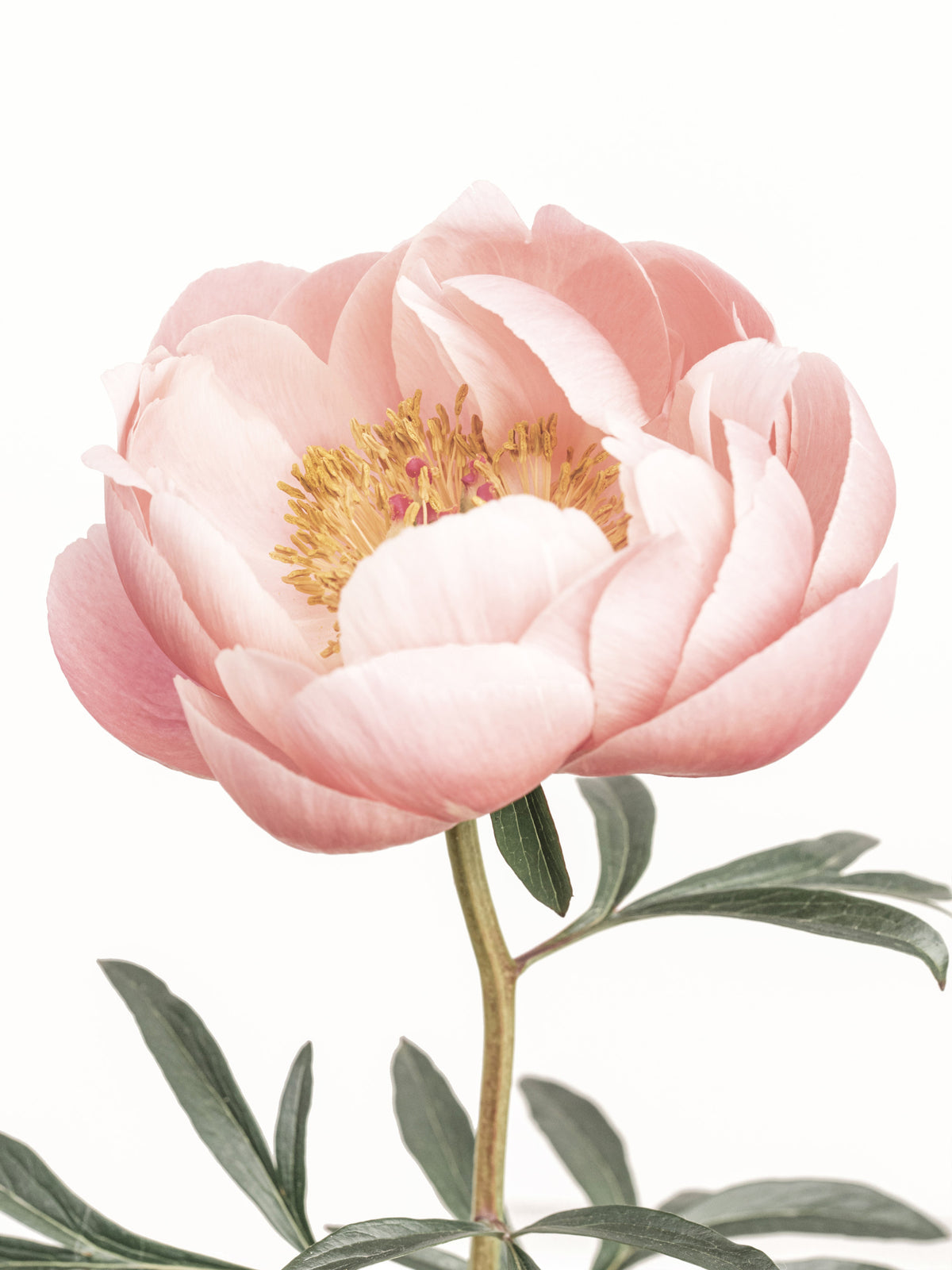 Coral Peony Wallapepr Mural in your room — zoomed