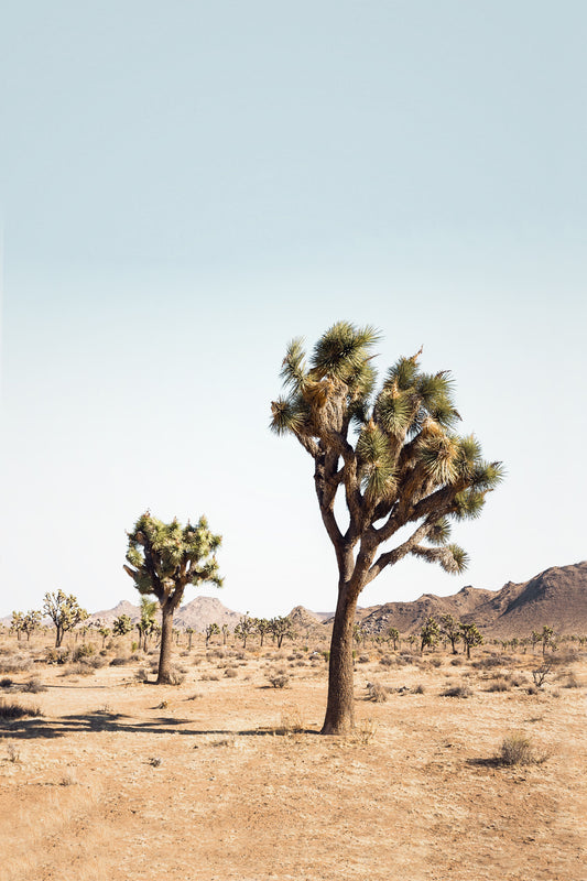 Desert Tree Wallpaper Mural