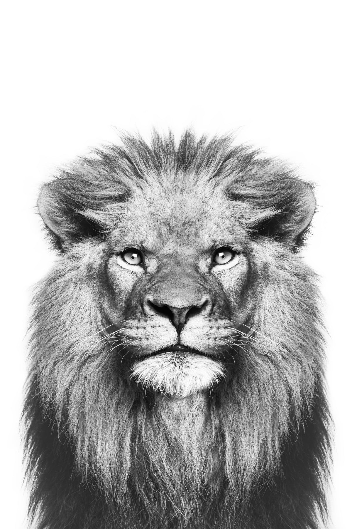 Black & White Lion Wall Mural