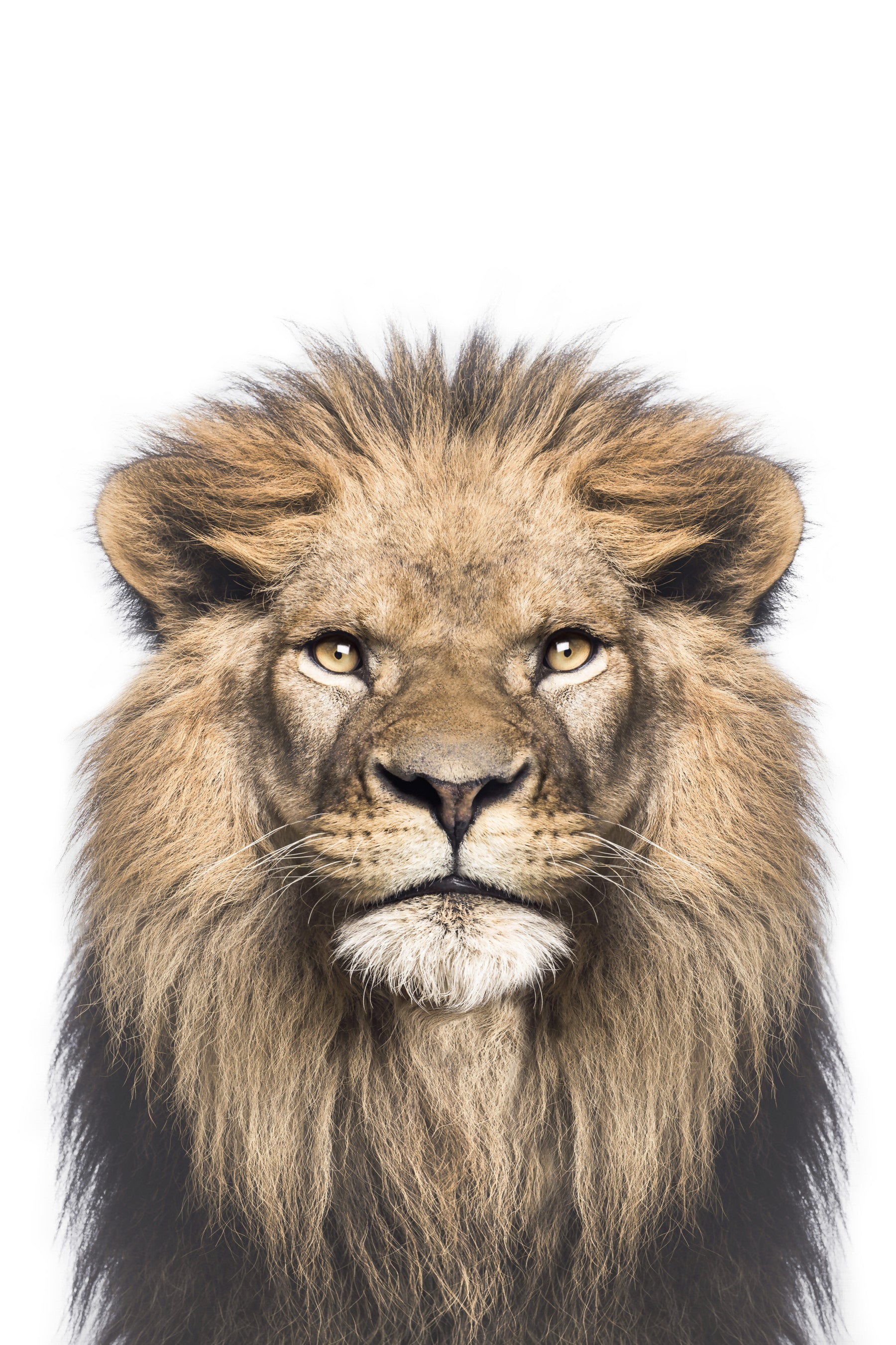Lion Wall Mural