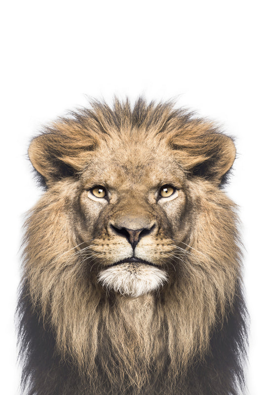Lion Wall Mural