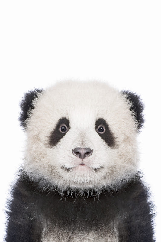 Panda Wall Mural