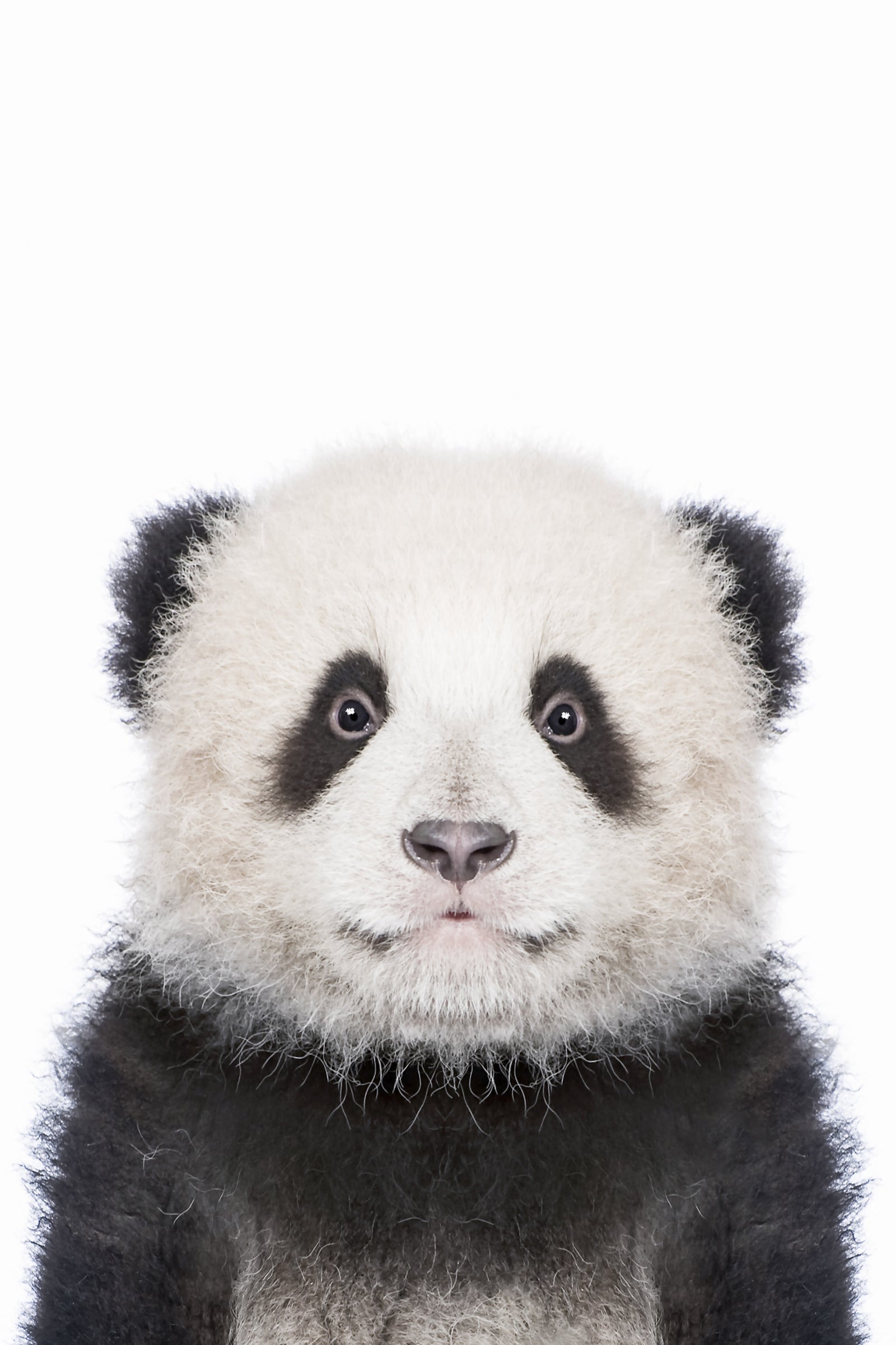 Panda Wall Mural