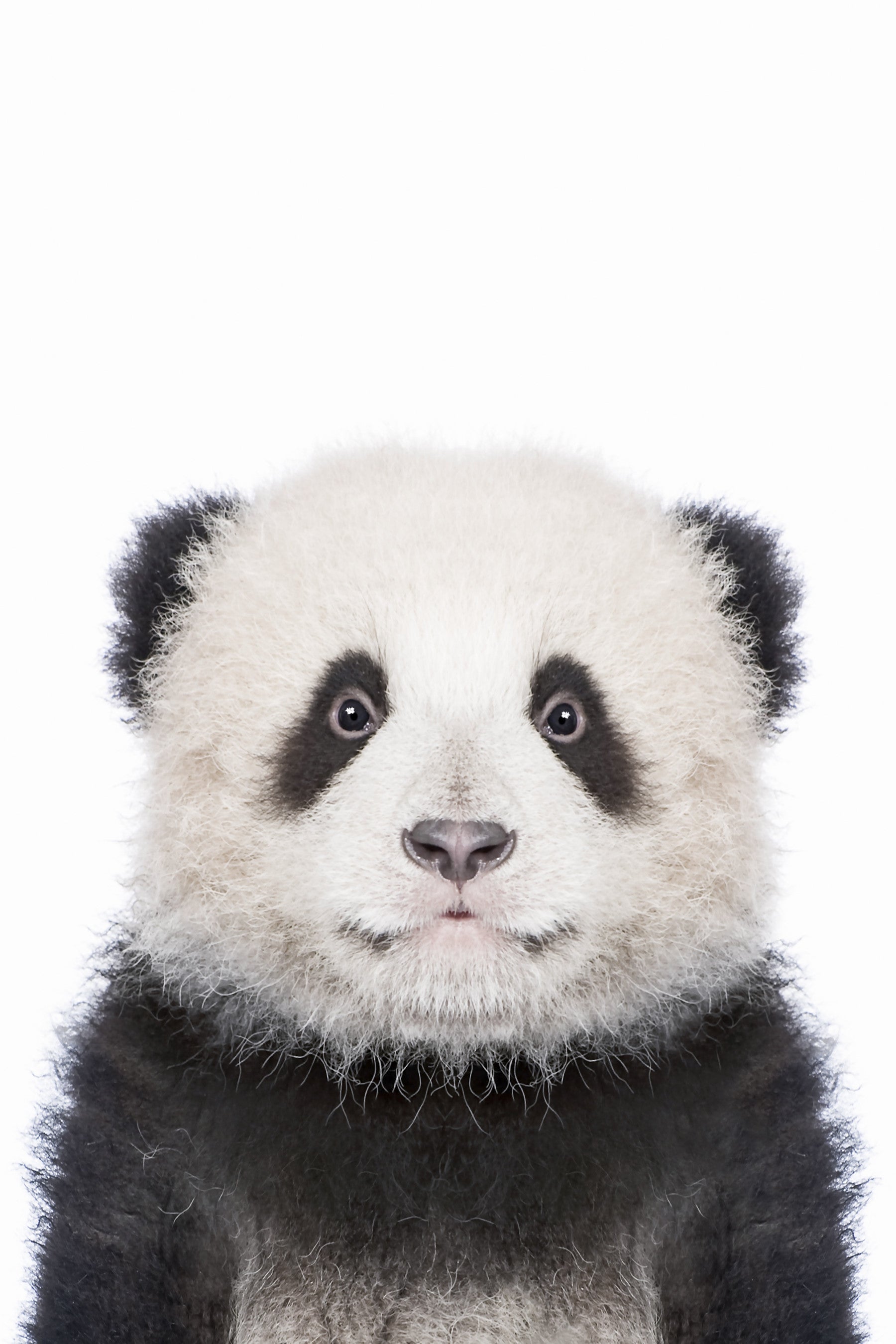 Panda Wall Mural in your room — zoomed