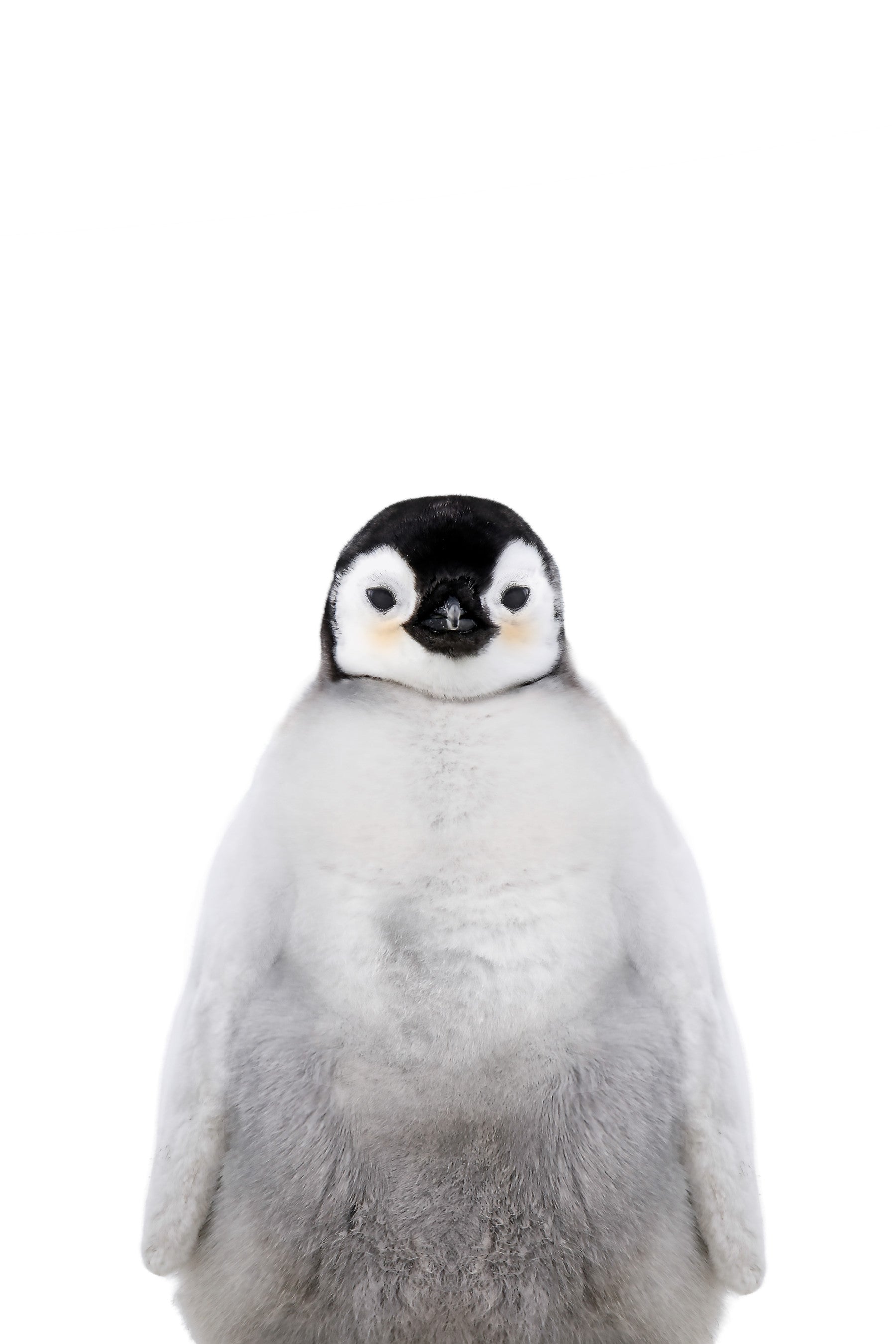 Penguin Wall Mural
