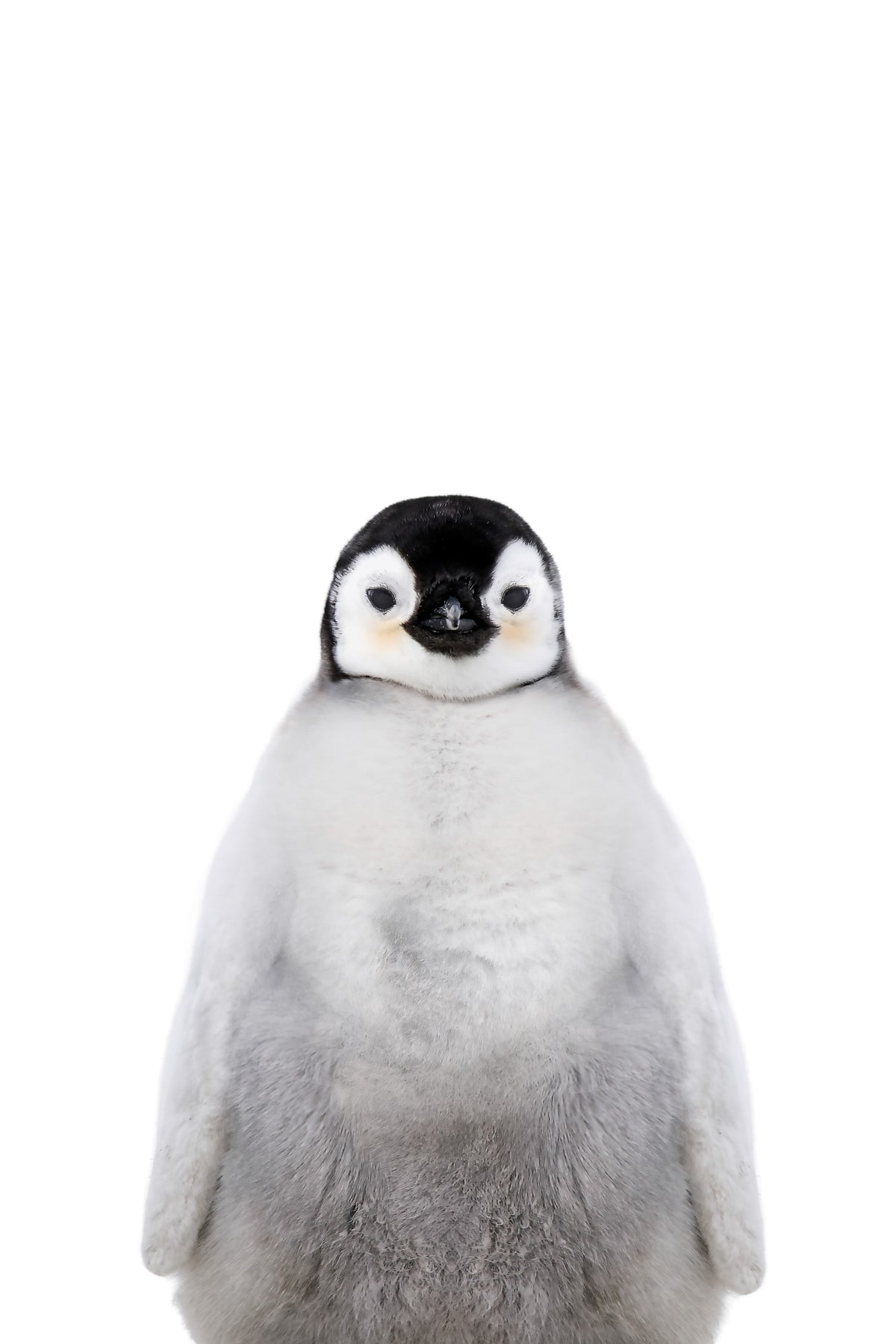 Penguin Wall Mural in your room — zoomed