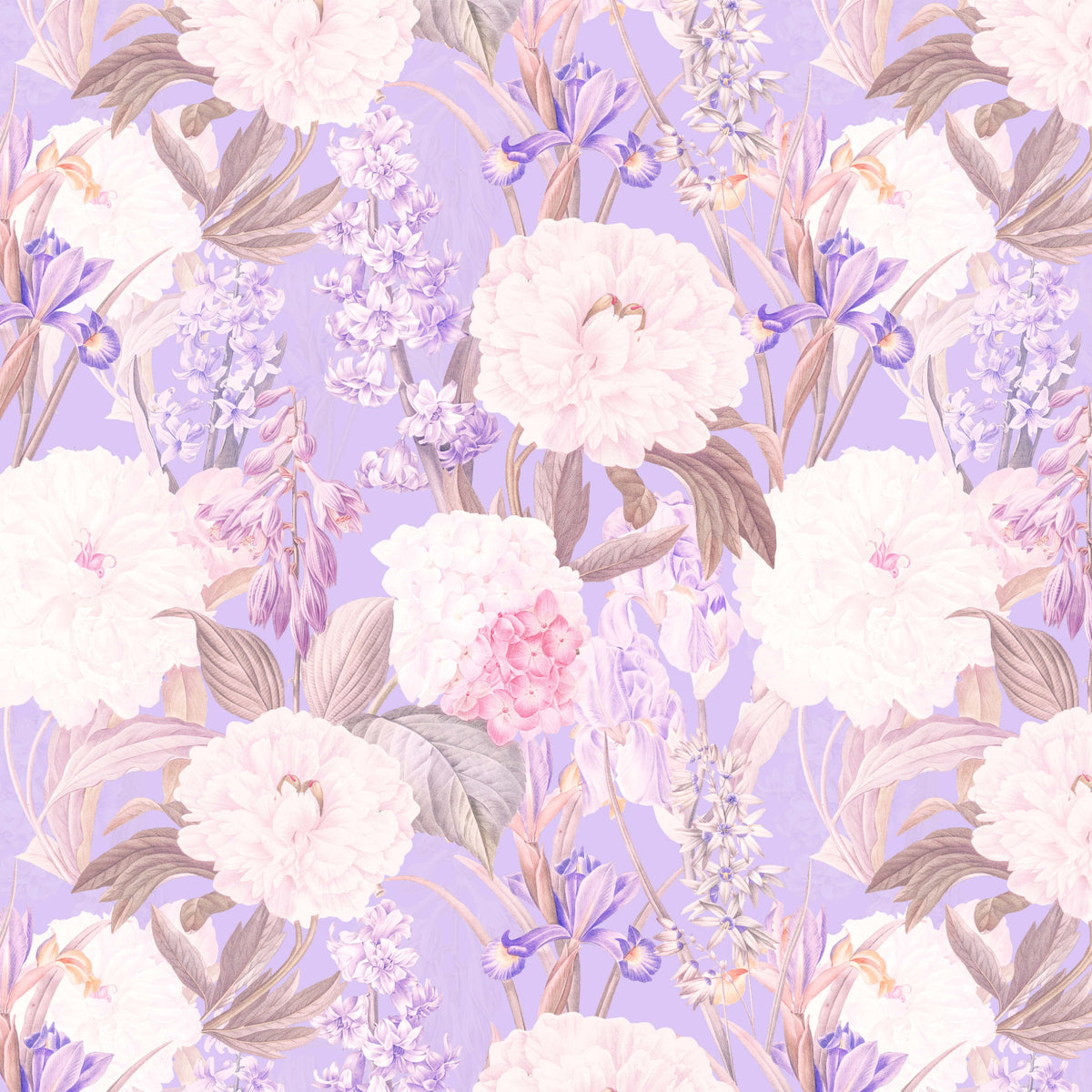 Ixia Paeonia Wall Mural in your room