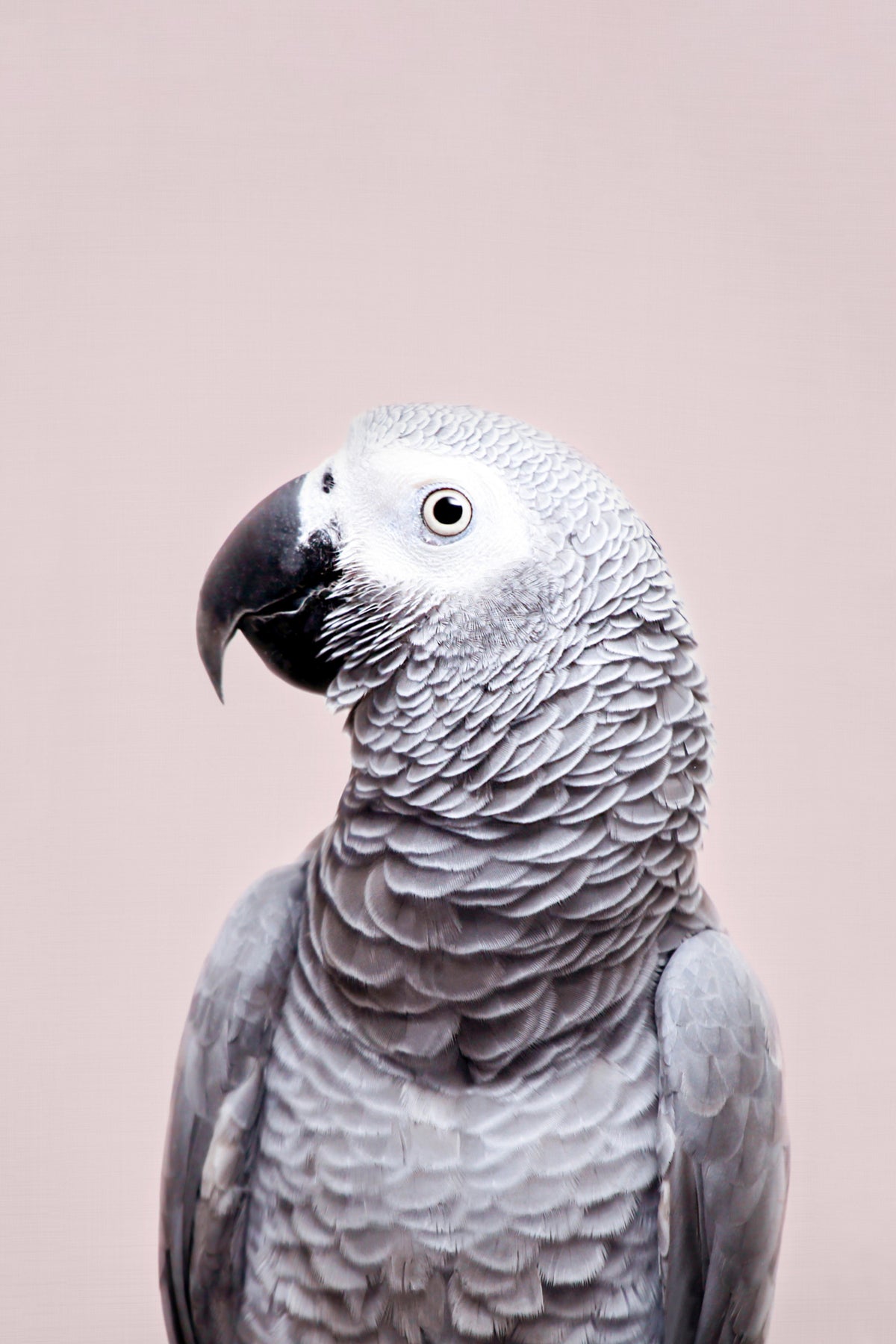 African Grey Wall Mural in your room — zoomed
