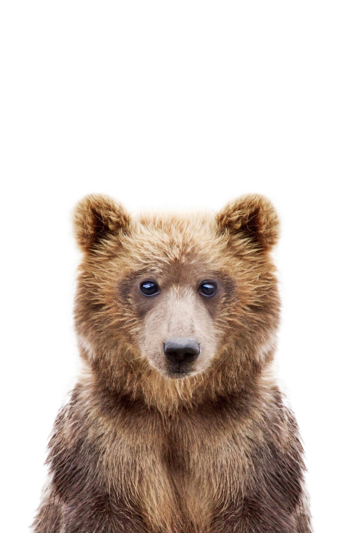 Baby Bear Wall Mural in your room — zoomed