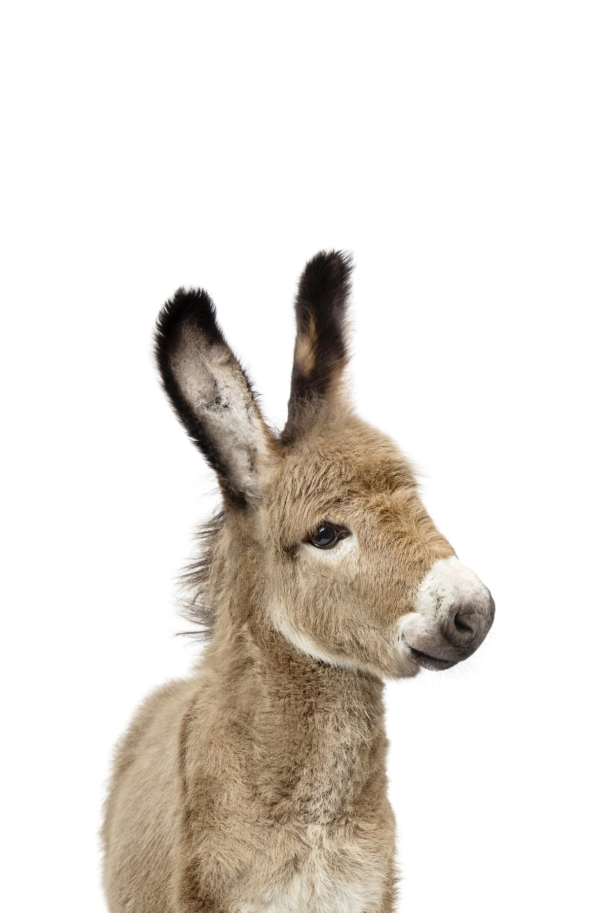 Baby Donkey Wall Mural in your room