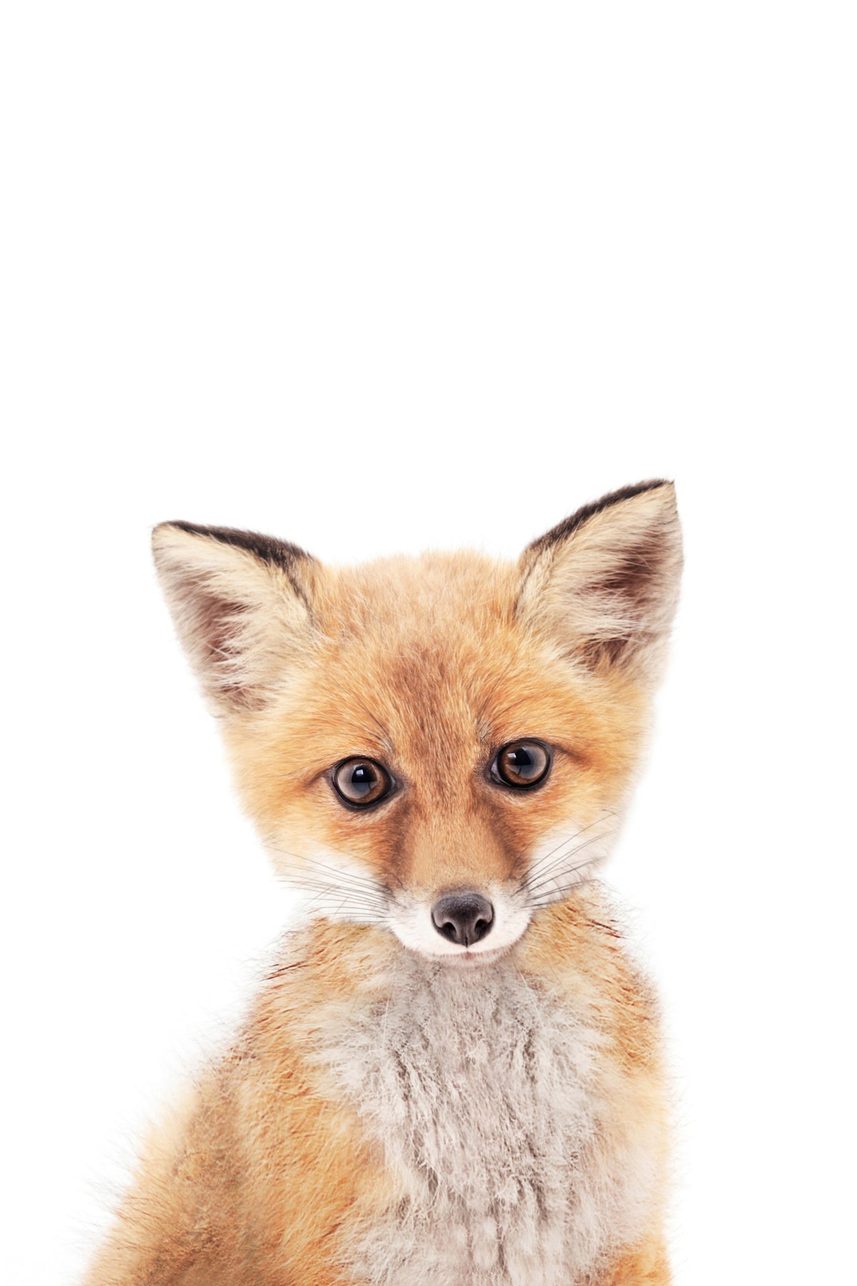 Baby Fox Wall Mural in your room — zoomed