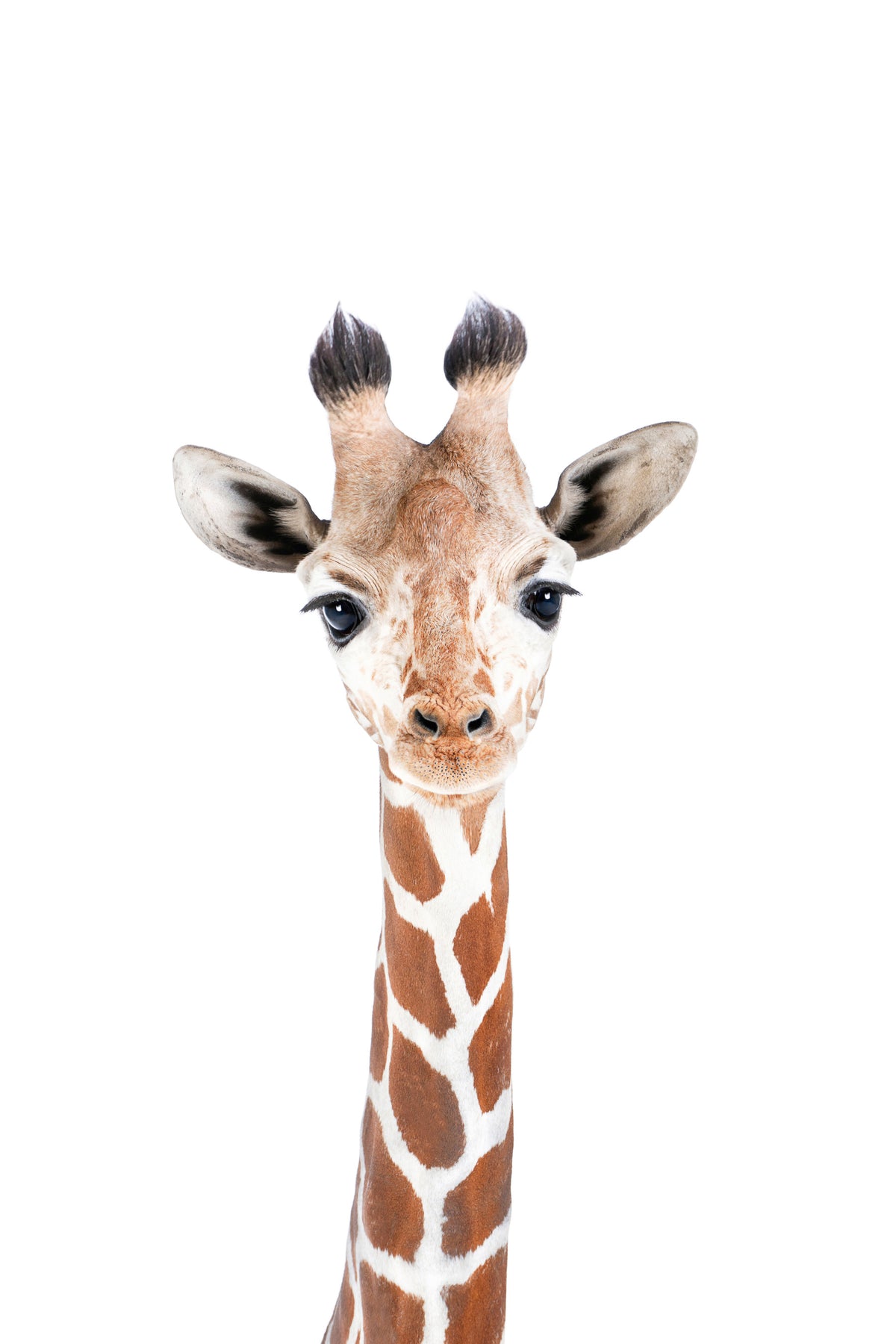Baby Giraffe Wall Mural in your room