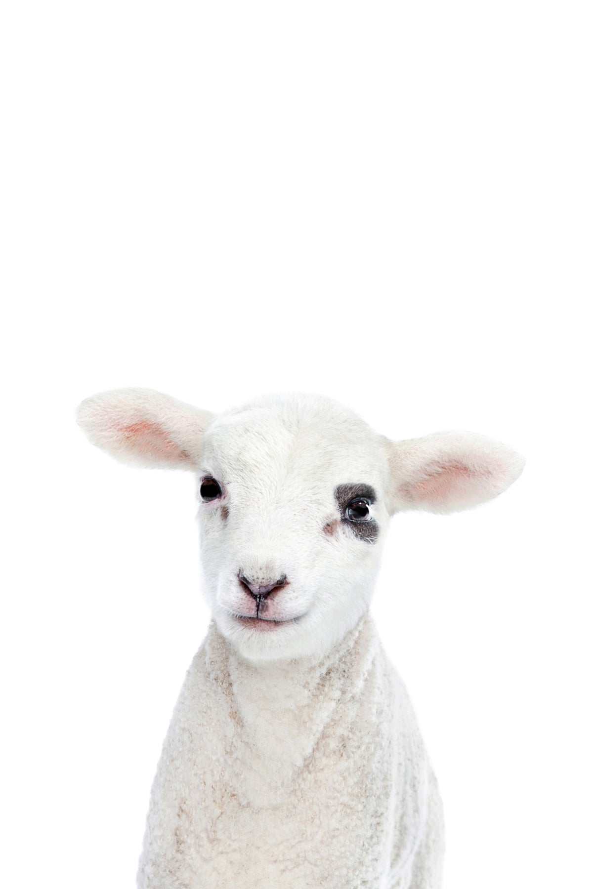 Baby Lamb Wall Mural in your room