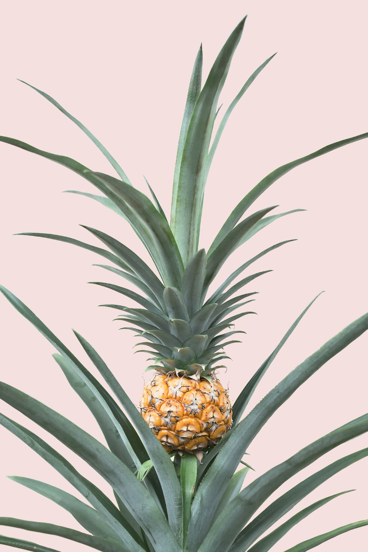 Baby Pineapple Wall Mural in your room