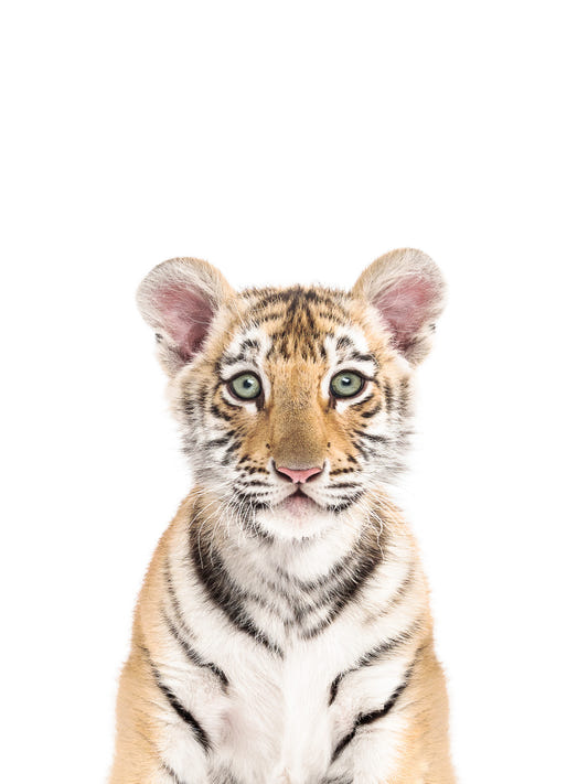 Baby Tiger Wall Mural