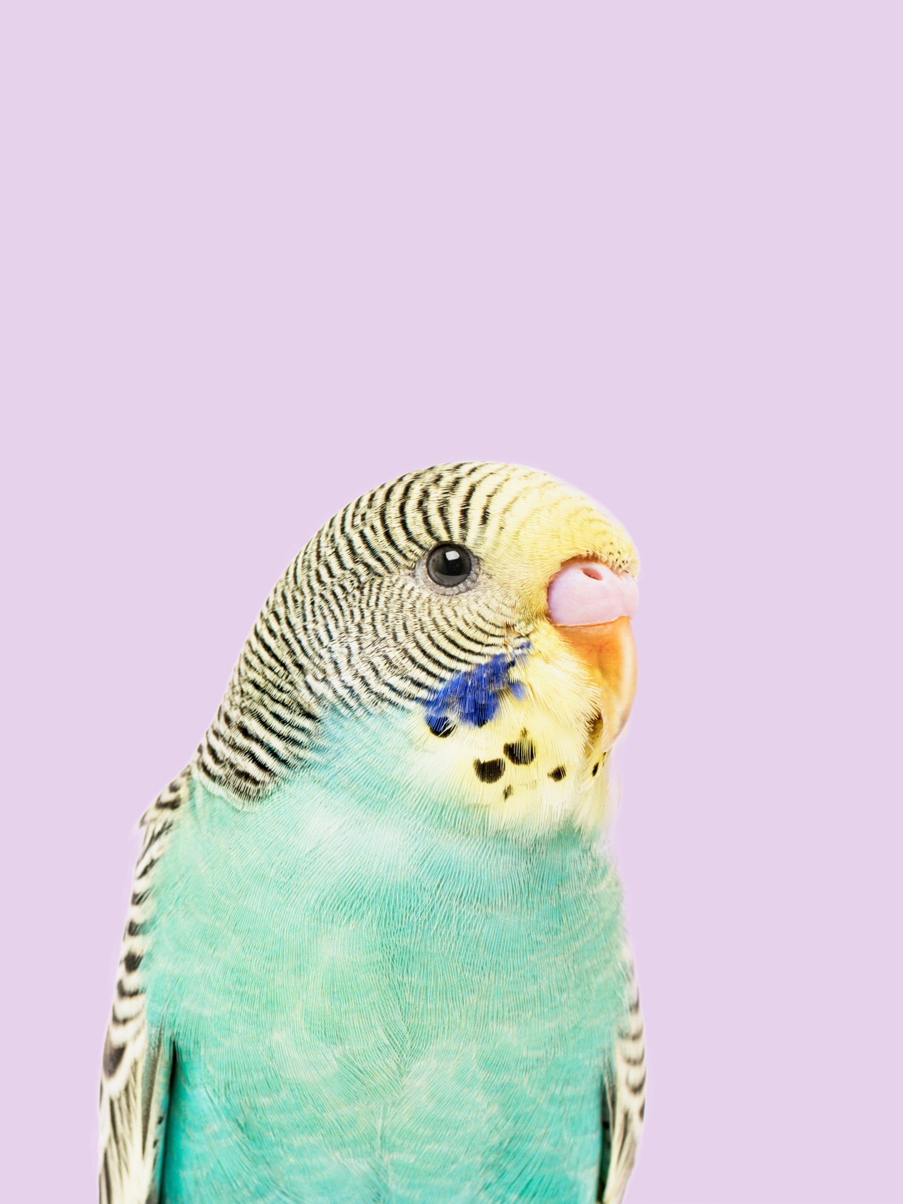 Budgie Wall Mural in your room — zoomed