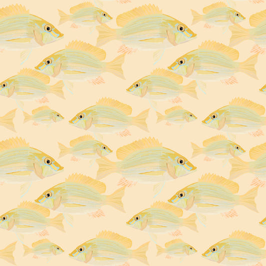 Sand Bream - The Fish Wall Mural
