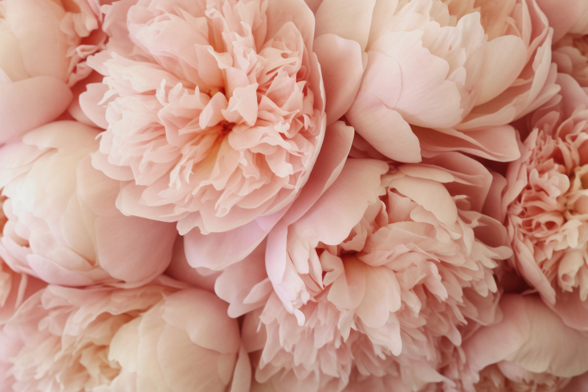 Pink Peony Dream Wall Mural in your room — zoomed