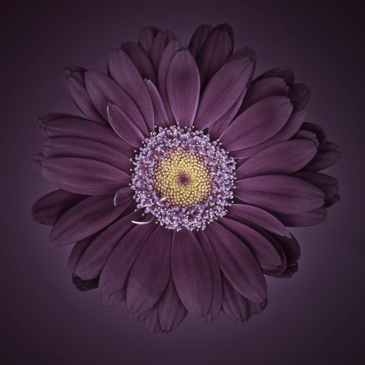 Velvet Bloom Wall Mural in your room — zoomed