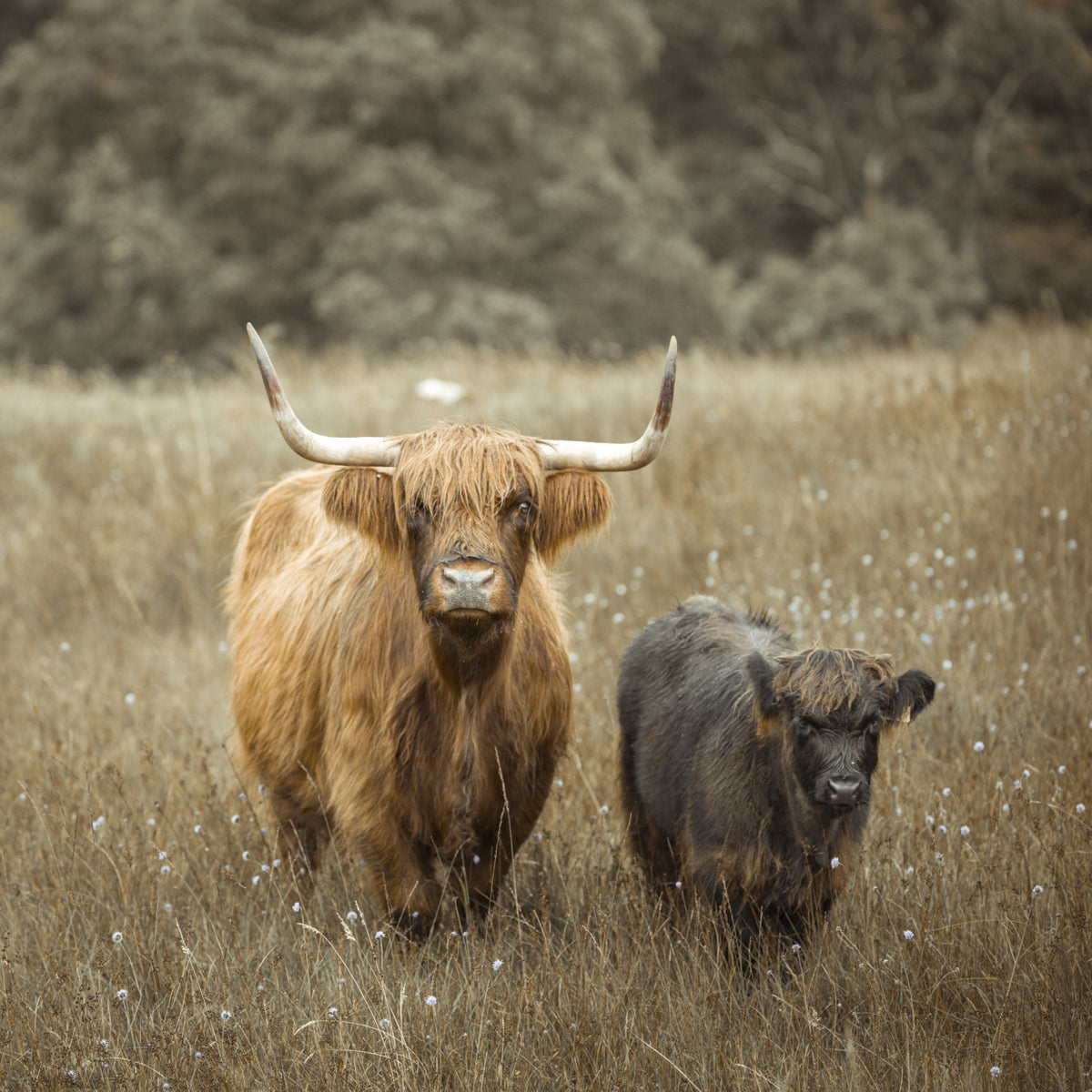 Highland Cows Wall Mural in your room — zoomed