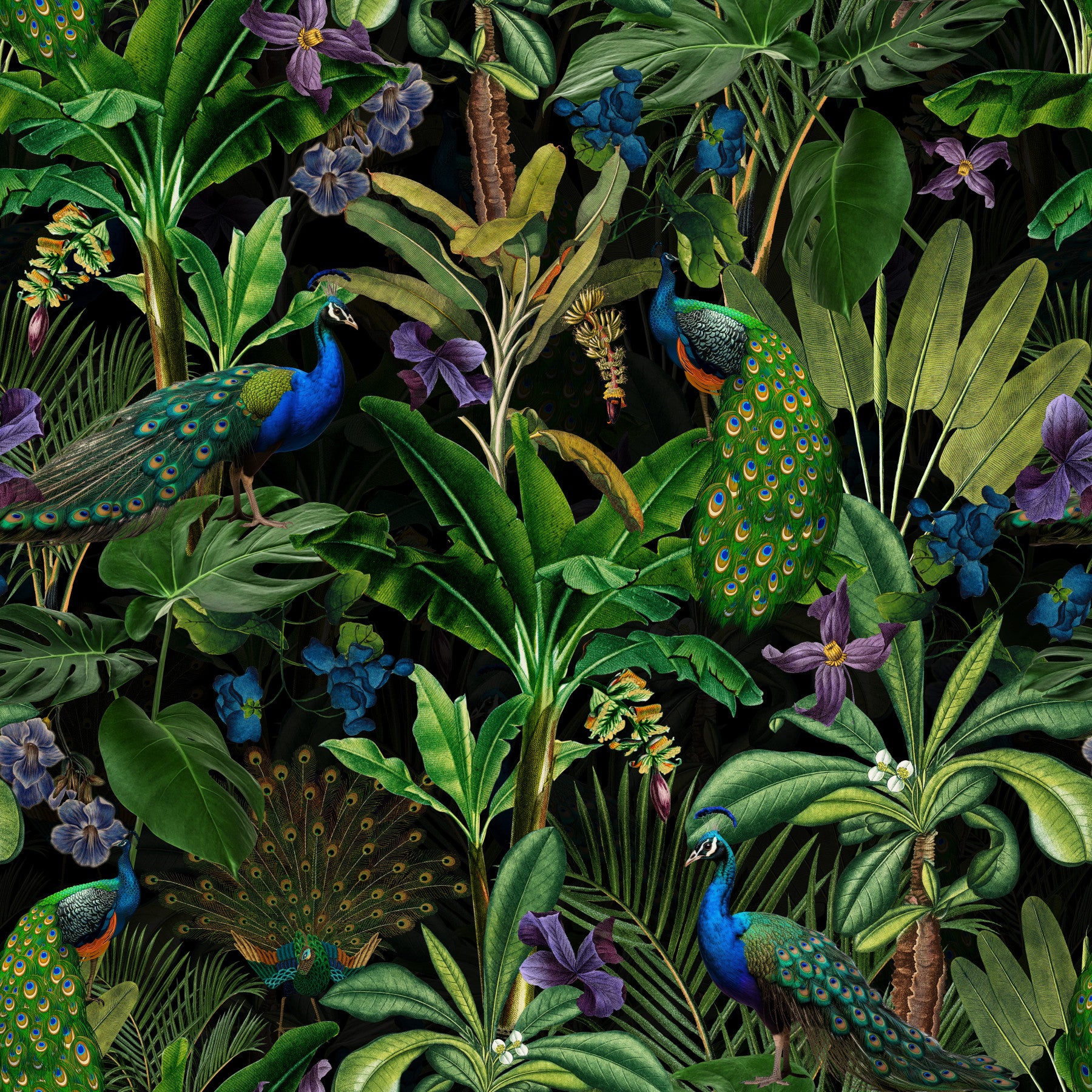 Peacock Midnight Paradise Wallpaper⁠