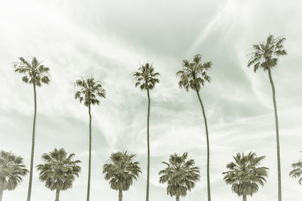 Vintage Palm Trees Wall Mural in your room — zoomed