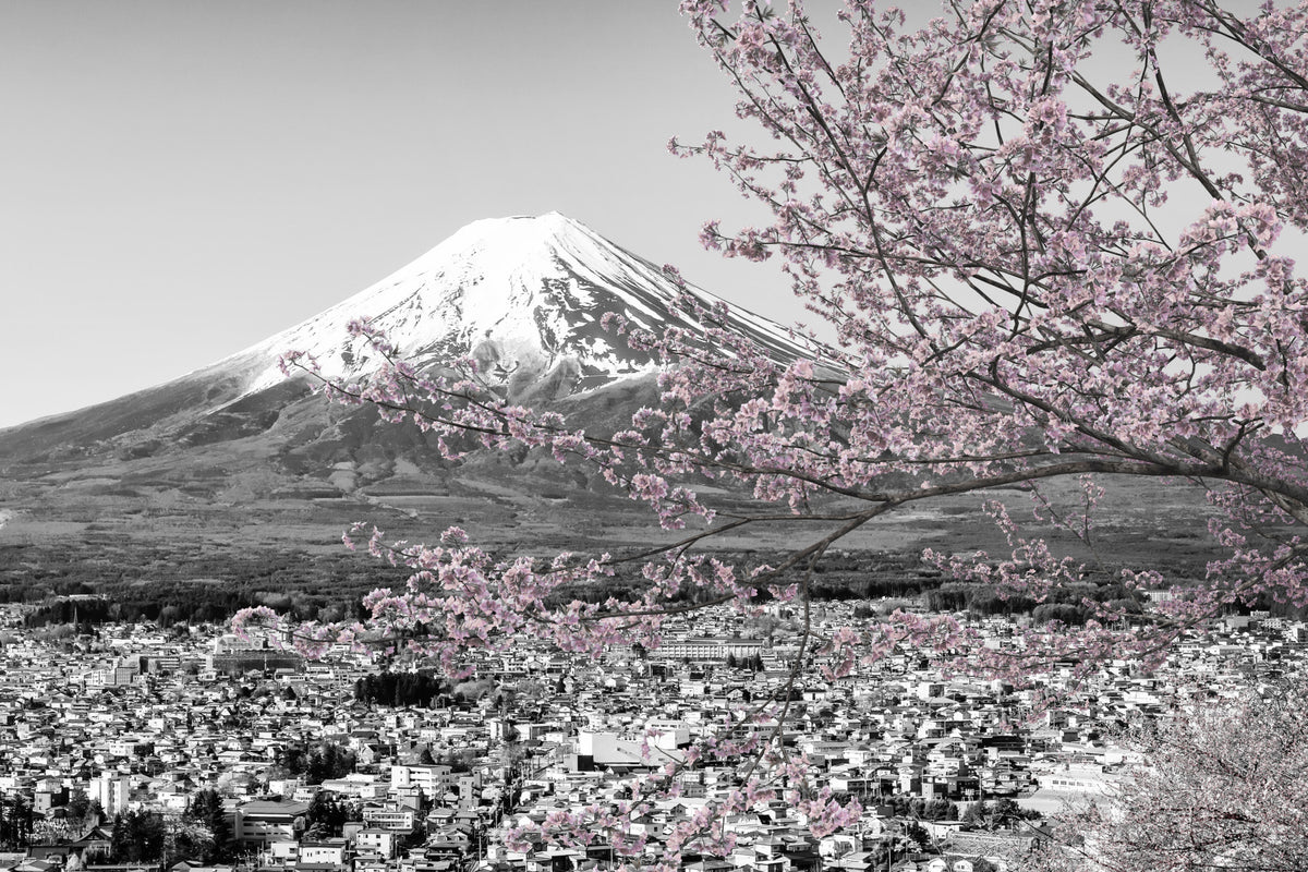 Picturesque view of Mount Fuji during cherry blossom season | colorkey Wall Mural in your room