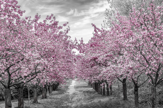 Charming cherry blossom alley Wall Mural